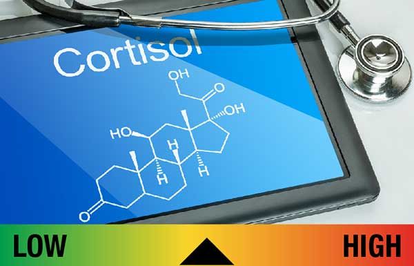 A stressz és a kortizol hormon összefüggése - Hammer Nutrition CEE