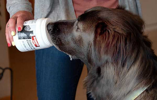 Kutyánk napi étrendkiegészítője - Hammer Nutrition CEE