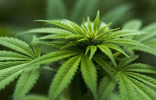 Melyik CBD terméket használjam? - Hammer Nutrition CEE